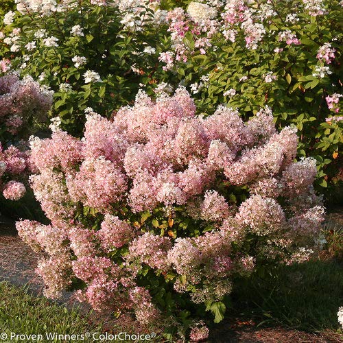 Proven Winners - Hydrangea pan. Bobo Panicle Hydrangea Shrub, dw...
