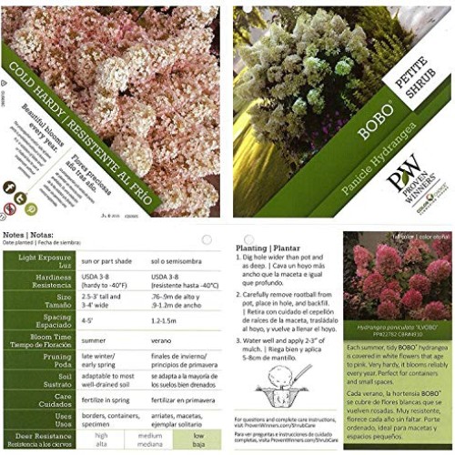 Proven Winners - Hydrangea pan. Bobo Panicle Hydrangea Shrub, dw...