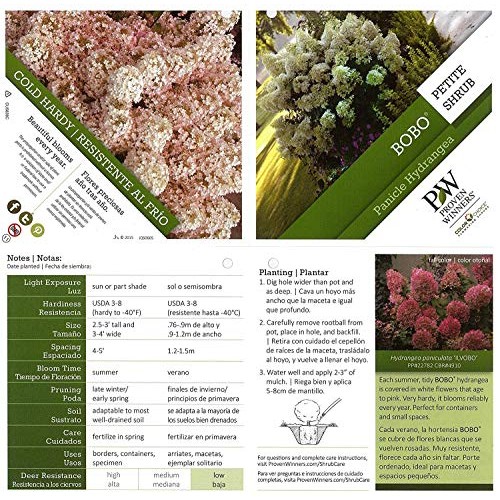 Proven Winners - Hydrangea pan. Bobo Panicle Hydrangea Shrub, dw...