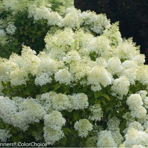 Proven Winners - Hydrangea pan. Bobo Panicle Hydrangea Shrub, dw...