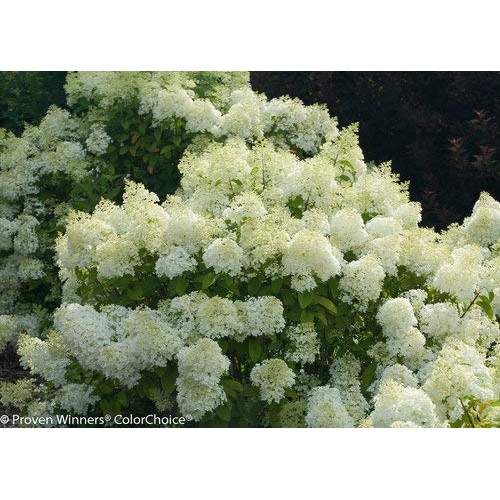 Proven Winners - Hydrangea pan. Bobo Panicle Hydrangea Shrub, dw...