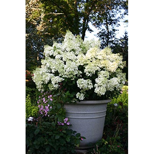 Proven Winners - Hydrangea pan. Bobo Panicle Hydrangea Shrub, dw...