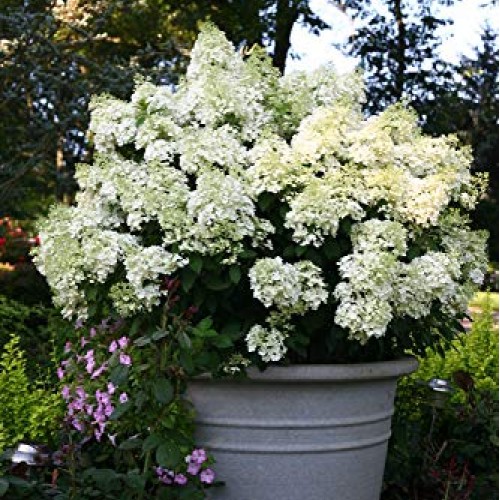 Proven Winners - Hydrangea pan. Bobo Panicle Hydrangea Shrub, dw...