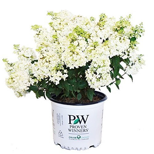 Proven Winners - Hydrangea pan. Bobo Panicle Hydrangea Shrub, dw...