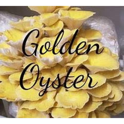 March Madness Sale, The Mushroom Grow Kit, Produces Over 1 Pound ...