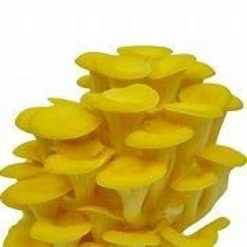 March Madness Sale, The Mushroom Grow Kit, Produces Over 1 Pound ...