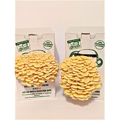 March Madness Sale, The Mushroom Grow Kit, Produces Over 1 Pound ...
