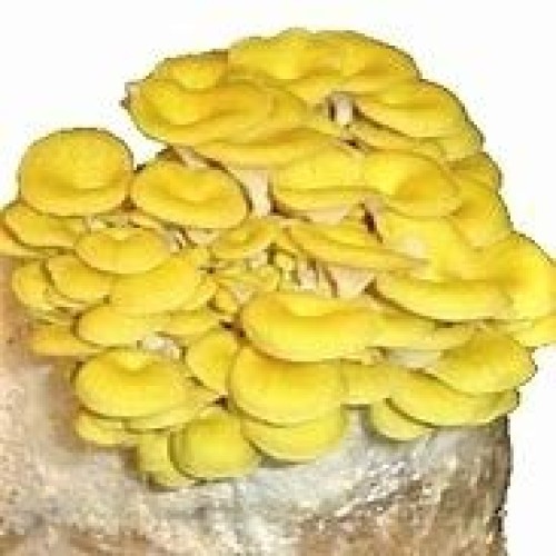 March Madness Sale, The Mushroom Grow Kit, Produces Over 1 Pound ...