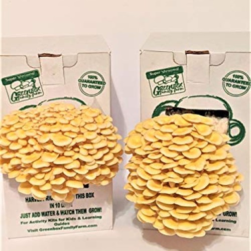March Madness Sale, The Mushroom Grow Kit, Produces Over 1 Pound ...