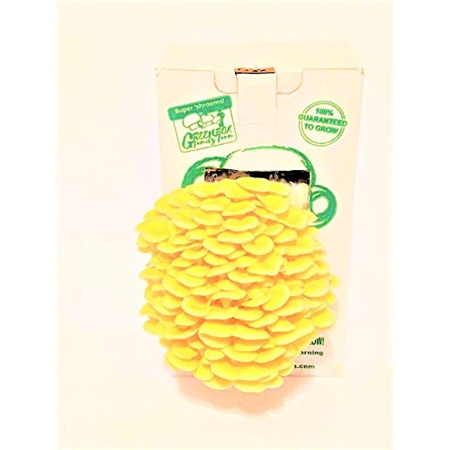 March Madness Sale, The Mushroom Grow Kit, Produces Over 1 Pound ...