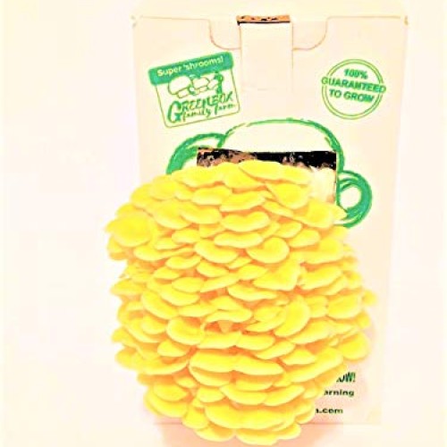 March Madness Sale, The Mushroom Grow Kit, Produces Over 1 Pound ...