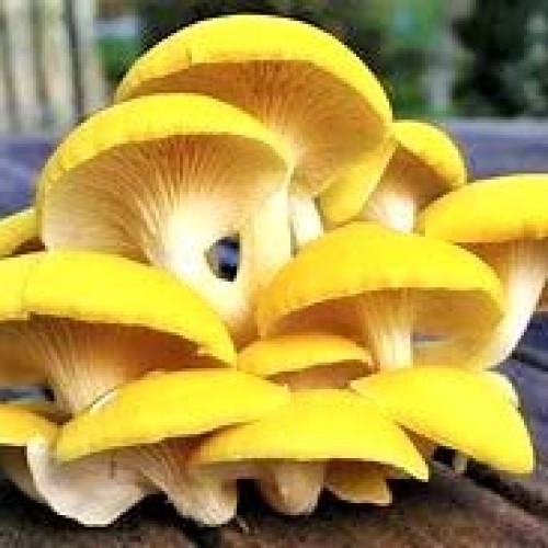 March Madness Sale, The Mushroom Grow Kit, Produces Over 1 Pound ...