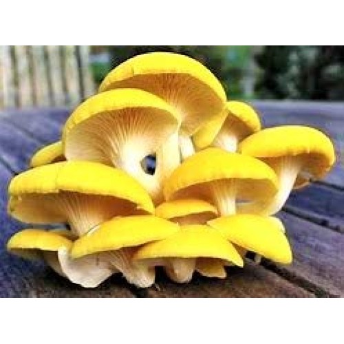 March Madness Sale, The Mushroom Grow Kit, Produces Over 1 Pound ...