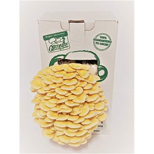 March Madness Sale, The Mushroom Grow Kit, Produces Over 1 Pound ...