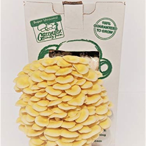 March Madness Sale, The Mushroom Grow Kit, Produces Over 1 Pound ...