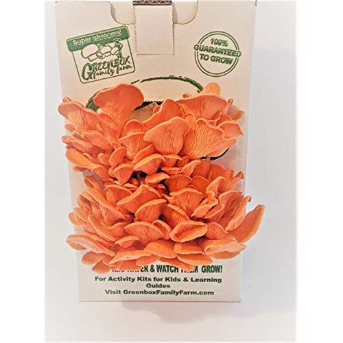 March Madness Sale - This Mushroom Grow Kit, Produces Over 1 Pound...