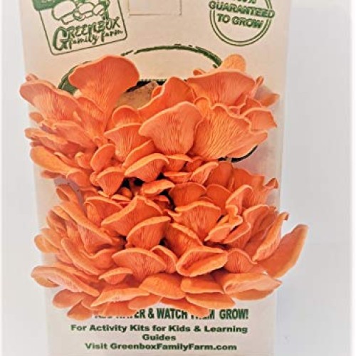 March Madness Sale - This Mushroom Grow Kit, Produces Over 1 Pound...