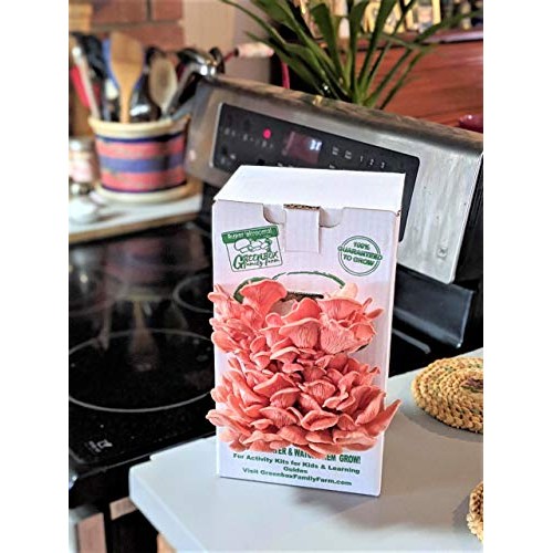March Madness Sale - This Mushroom Grow Kit, Produces Over 1 Pound...