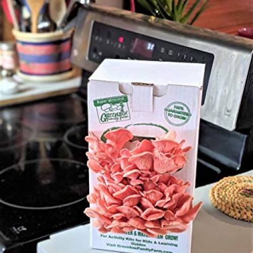 March Madness Sale - This Mushroom Grow Kit, Produces Over 1 Pound...