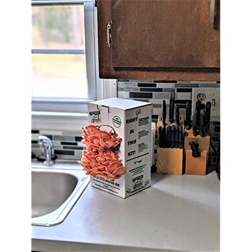 March Madness Sale - This Mushroom Grow Kit, Produces Over 1 Pound...