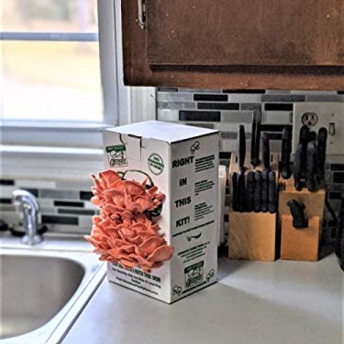 March Madness Sale - This Mushroom Grow Kit, Produces Over 1 Pound...