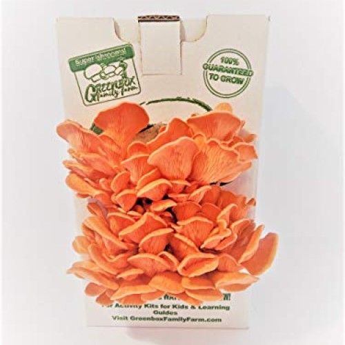 March Madness Sale - This Mushroom Grow Kit, Produces Over 1 Pound...