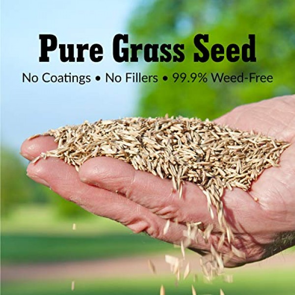 GreenView 2829353 Fairway Formula Grass Seed Perennial Ryegrass Bl...