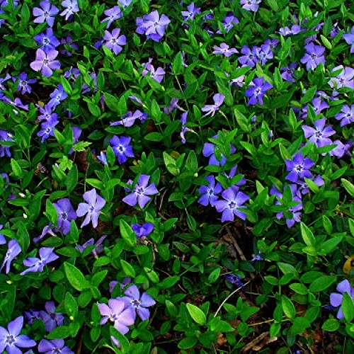 50 Vinca Minor