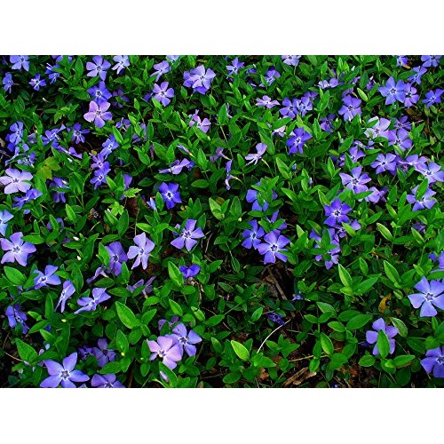 50 Vinca Minor