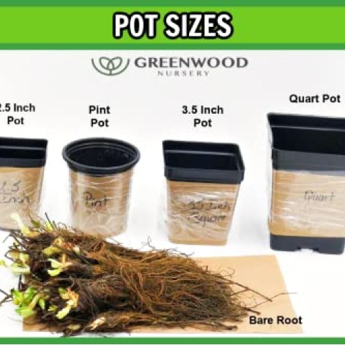 Greenwood Nursery/Live Shrub Plants - Dwarf Burning Bush + Euonymu...