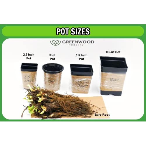 Greenwood Nursery/Live Shrub Plants - Dwarf Burning Bush + Euonymu...