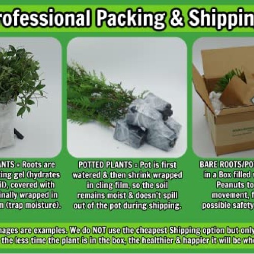 Greenwood Nursery/Live Shrub Plants - Dwarf Burning Bush + Euonymu...