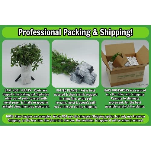 Greenwood Nursery/Live Shrub Plants - Dwarf Burning Bush + Euonymu...