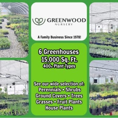 Greenwood Nursery/Live Shrub Plants - Dwarf Burning Bush + Euonymu...