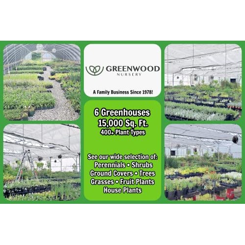 Greenwood Nursery/Live Shrub Plants - Dwarf Burning Bush + Euonymu...