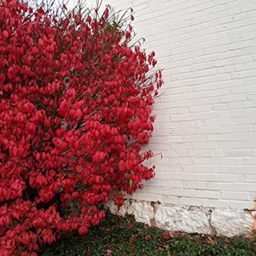 Greenwood Nursery/Live Shrub Plants - Dwarf Burning Bush + Euonymu...