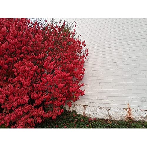 Greenwood Nursery/Live Shrub Plants - Dwarf Burning Bush + Euonymu...