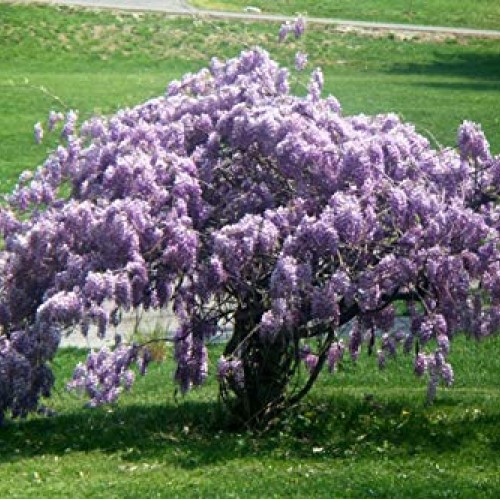 Blue Wisteria Chinese-Healthy 2 1/2 Potted Shrub/Vine/Tree - 12...