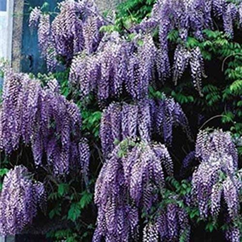 Blue Wisteria Chinese-Healthy 2 1/2 Potted Shrub/Vine/Tree - 12...