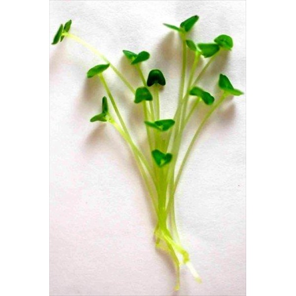 Chia Growing Kit - Hydroponic Chia Microgreens Grow Kit - Grow Chi...