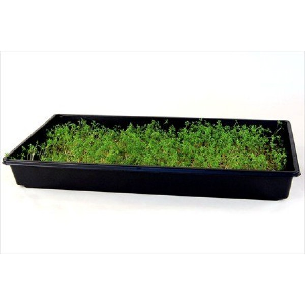 Curled Cress Seeds - 4 Oz. Resealable Bag - Use for Indoor Gardeni...