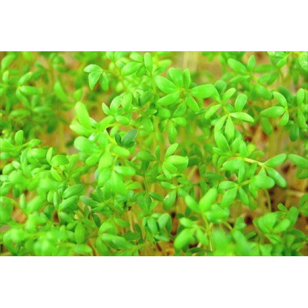 Curled Cress Seeds - 4 Oz. Resealable Bag - Use for Indoor Gardeni...