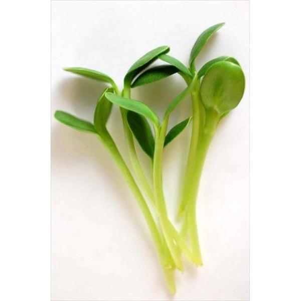 Microgreens Growing Kit - Grow Micro Greens & Baby Salad - Soil Ba...