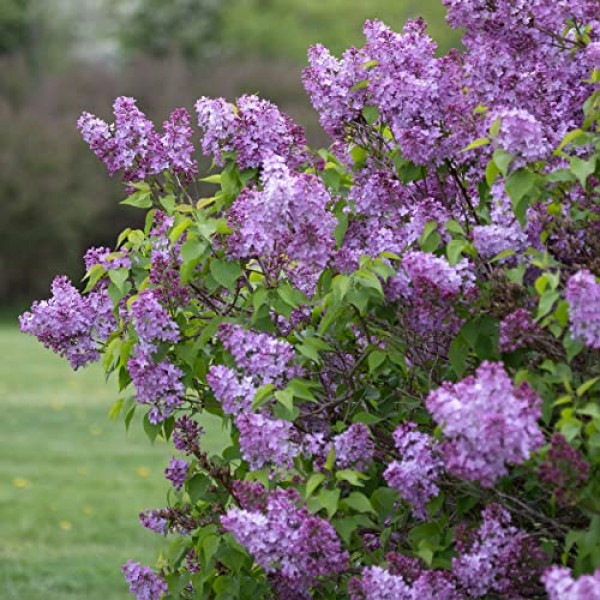 Garden State Bulb Common Purple Lilac Shrub, Live Bare Root Bag o...