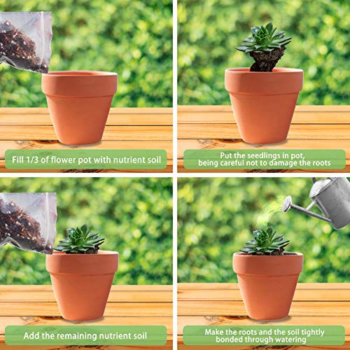 Aloe Vera Soil Mix Hand Blended- Professional Cactus and Succulent...