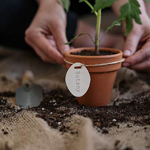 Aloe Vera Soil Mix Hand Blended- Professional Cactus and Succulent...