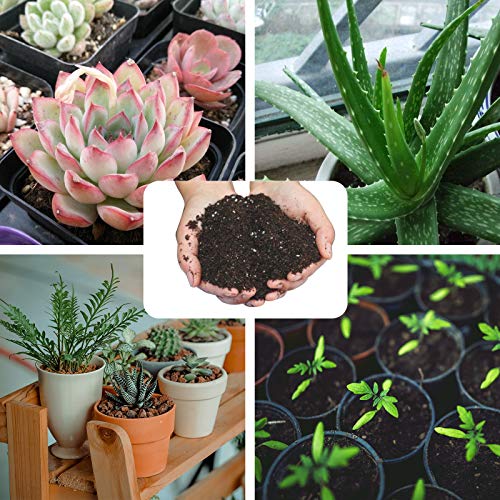Aloe Vera Soil Mix Hand Blended- Professional Cactus and Succulent...
