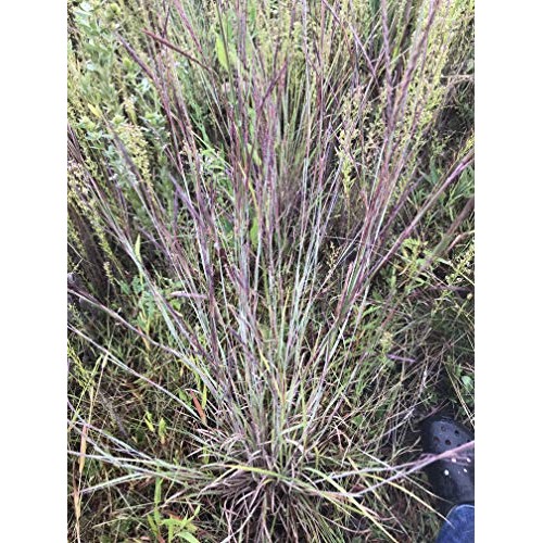 Hale Habitat & Seed, Native Grass Refuge, Wildlife Seed Mix, 1/4 A...