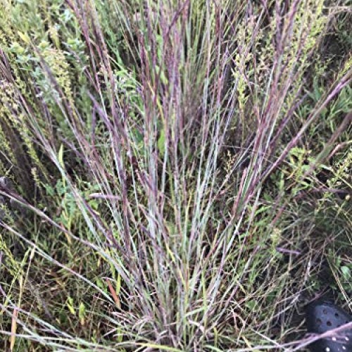 Hale Habitat & Seed, Native Grass Refuge, Wildlife Seed Mix, 1/4 A...