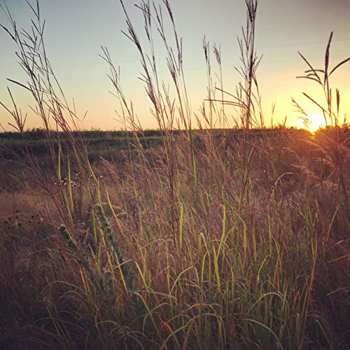 Hale Habitat & Seed, Native Grass Refuge, Wildlife Seed Mix, 1/4 A...